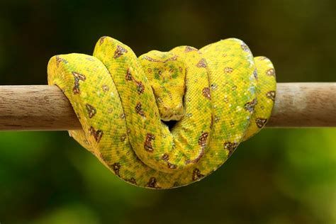 Image result for Red and Blue Tree Python