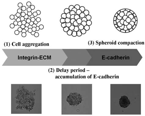 The Application of Ultrasound in 3D Bio-Printing