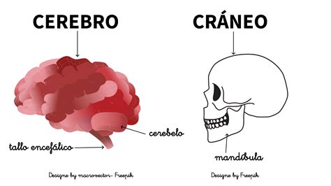 Interior de la cabeza | La cabeza
