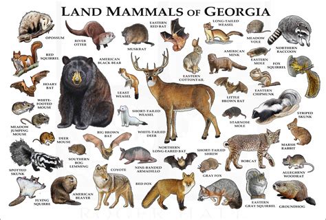 Georgia Wildlife