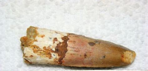 Buy Spinosaurus Tooth Dinosaur Teeth Real Bone Fossil Extinct Rare ...