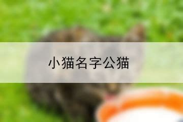 小猫名字起名字,小猫的名字好听_大山谷图库