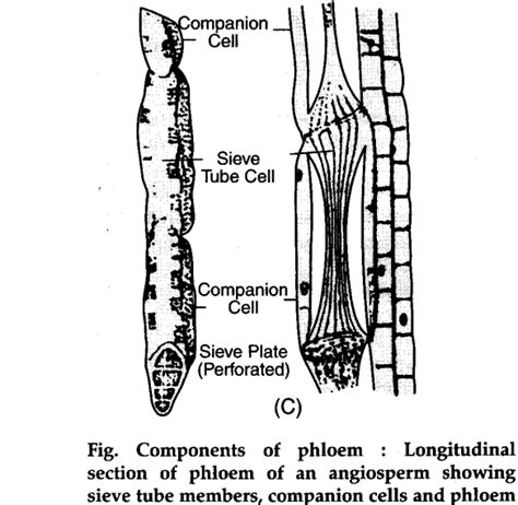 What is phloem ? Explain its components - CBSE Class 11 Biology - Learn ...