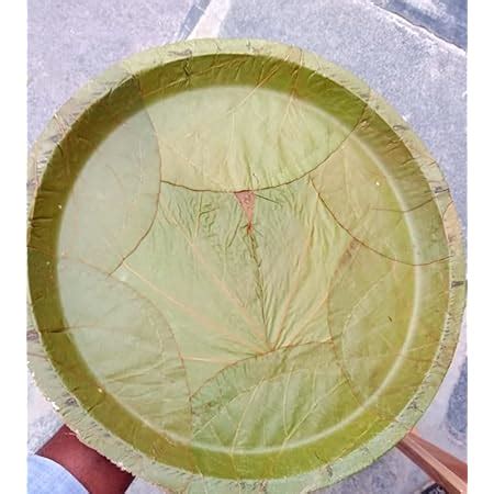 Buy Vistaraku Green Leaf Plate - 10 Inches (Pack of 20 Plates) Online ...