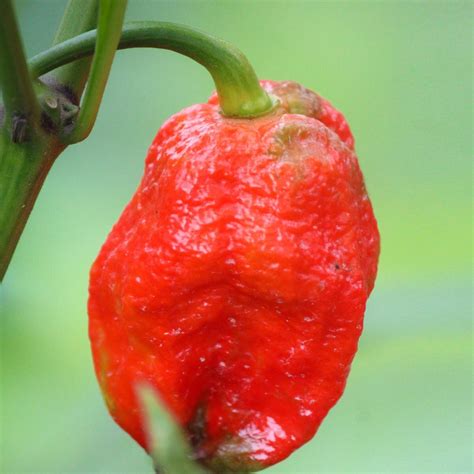 Hot Chilli Pepper 'Trinidad Scorpion' (Capsicum chinense) seeds