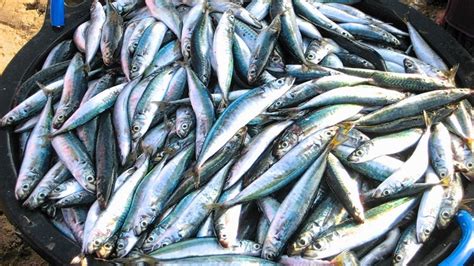 Go Local Not Global 的图像结果