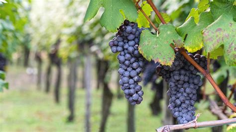 10 Popular Italian Red Wine Grapes - SOMM TV Magazine