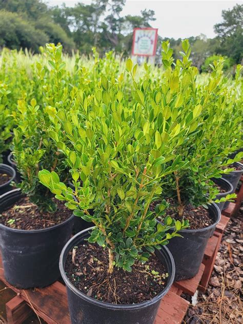 Wintergreen Boxwood - Pooler Plant Pick-Up Station