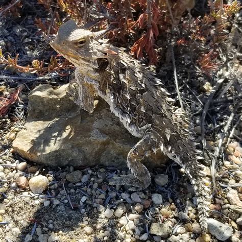 Otay Open Space Preserve