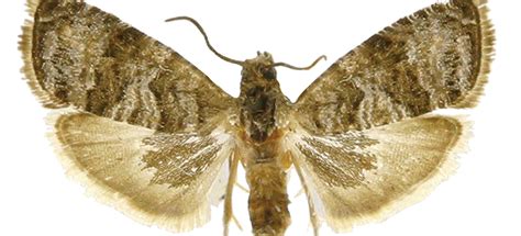 Alien Invasive Insects 的图像结果