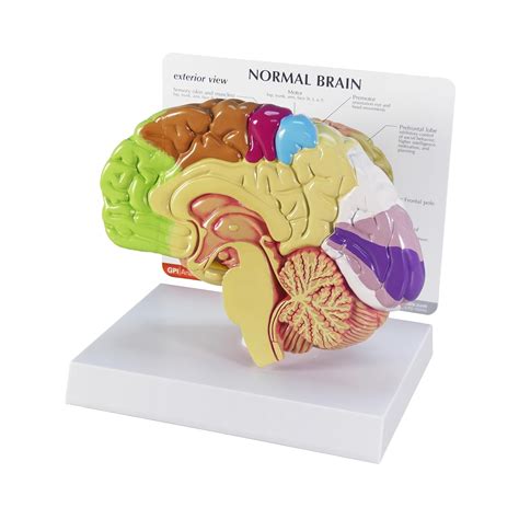 GPI Anatomicals - Half Brain Model, Normal India | Ubuy