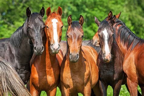 Horses Who Lived for Over Half a Century - A-Z Animals Slideshows
