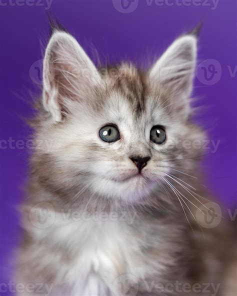 Portrait of Maine Cat of color black silver patched tabby on purple ...