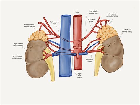 Inferior Phrenic Artery