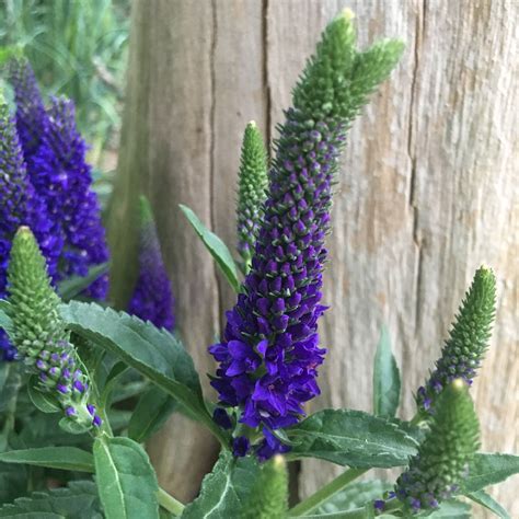 Veronica Spiky Purple Flowers
