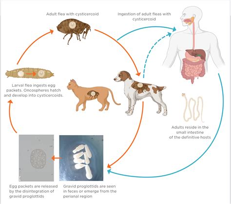 Cat Flea Tapeworm Life Cycle at Stephanie Gregory blog