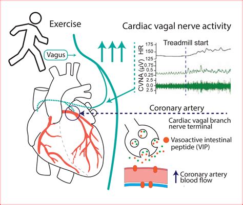 Cardiac Vagal Nerve Activity Increases During Exercise to Enhance Coronary Blood Flow ...