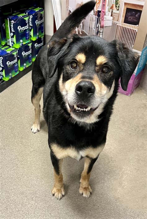 Rottweiler Husky Mix Puppy