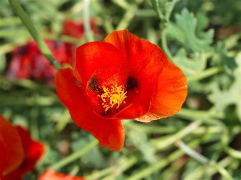 Types Of Poppy Flower _ Different Types Of Poppies – AJRUZ