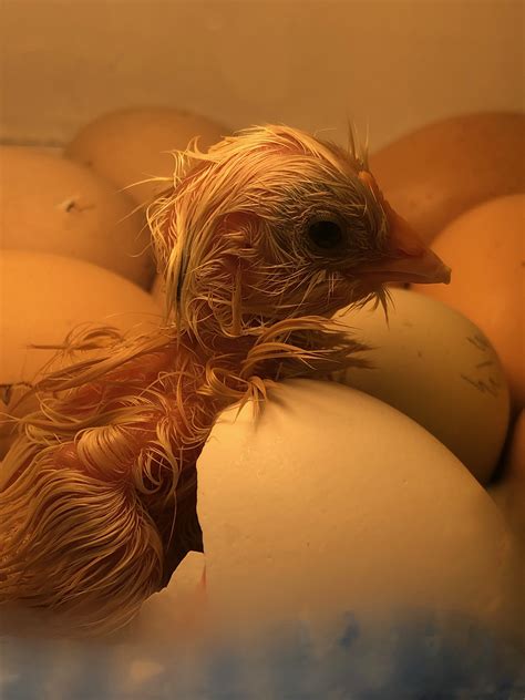 Amazing Modern Chick Hatching 的图像结果