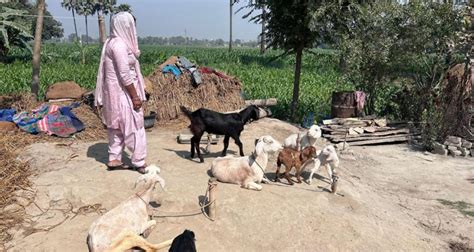 Bihar: Goats Are ATMs That Farmers Rely on to Hedge Climate Risks ...