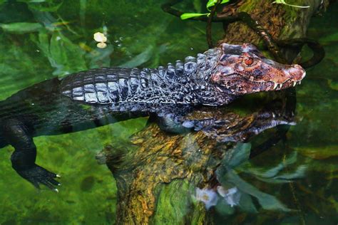 Wild Amazonia - Cuvier's Dwarf Caiman - ZooChat