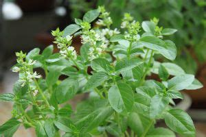 花卉百科：百里香介绍_那花园花卉网(nahuayuan.com):花卉第一网站!爱花人的花园!