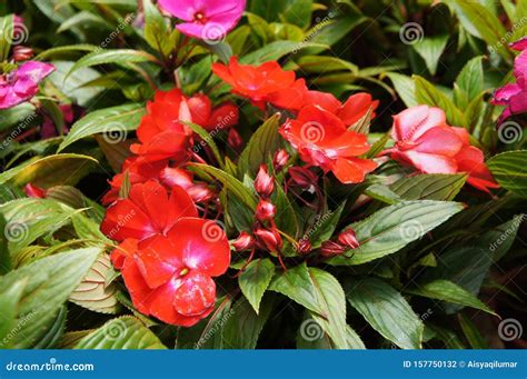 Varieties Of Impatiens Flowers Are Planted In The Plant Nursery Stock ...