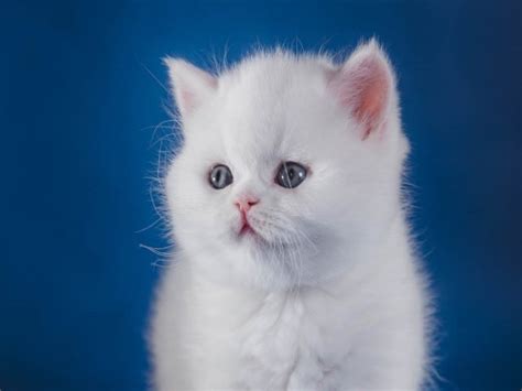 超可爱的两只小蓝白猫，给粉丝取猫起个大早困的不行还要爬楼梯。 - YouTube