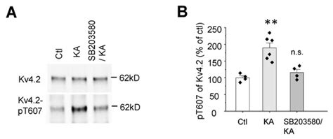 P38 Regulates Kainic Acid-Induced Seizure and Neuronal Firing via Kv4.2 ...