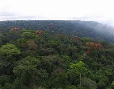 Image result for Forest Area in Ghana