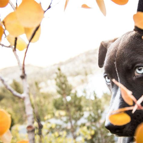 Explore Activities & Local Businesses Via Mammoth Lakes Map | Visit Mammoth