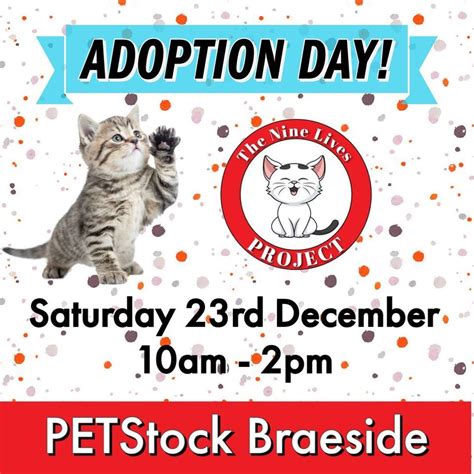 Kitten adoption day @ PETstock Braeside, PETstock (Braeside), Frankston ...