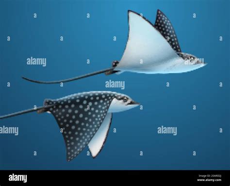 Eagle ray long tail Stock Vector Images - Alamy