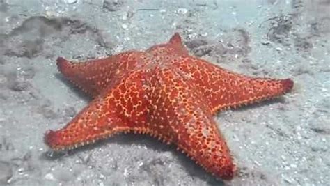 深海里的星星（2009年春风文艺出版社出版的图书）_百度百科