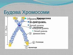 Зображення за запитом Каріотип