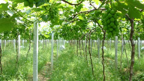 【葡萄种植技术】影响葡萄生长的因素有哪些？_农技知识_红四方复合肥网