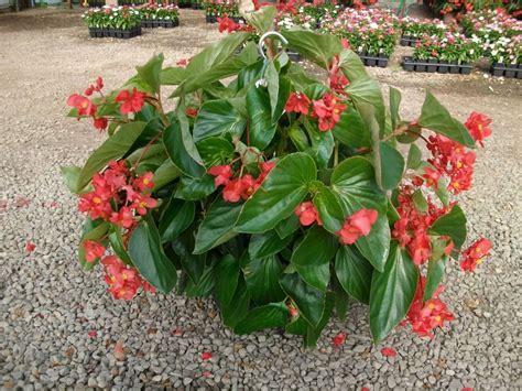 Dragon Wing Begonia – Parks Brothers Farm, Inc