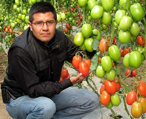 Golden Hills Farm Tomato seeds Italian Variety vegetable F1 Hybrid ...