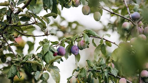Download Damson Plums In Various Stages Of Ripening Wallpaper ...