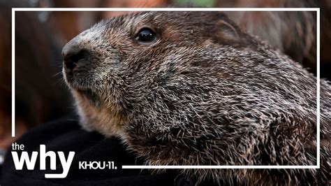 Punxsutawney Phil Groundhog Day tradition | khou.com