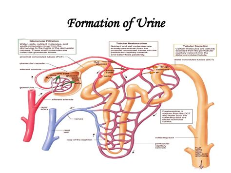 Formation of Urine.pptx mechanism of formation | PPTX - mechanism of urine formation ppt