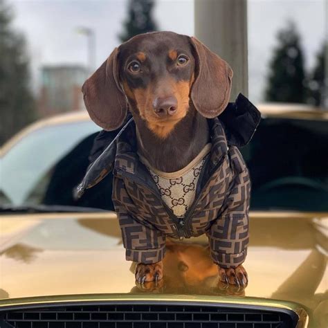 Clothes for Dachshunds – Page 5 – Dachshund Shop