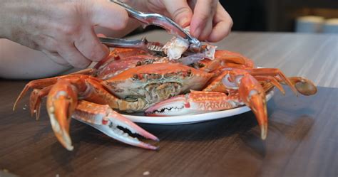 crab knife Seafood Tools, Lobster, Crab, Cracker, Gadgets, Cooking ...