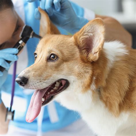 Complete Comprehensive Pet Care In Cumberland, RI 02864 | Diamond Hill ...