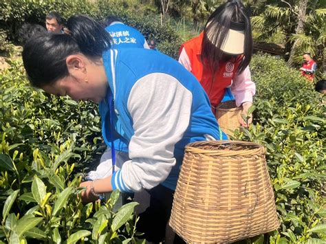 白天户外红衣女员工在茶场采茶摄影图配图高清摄影大图-千库网