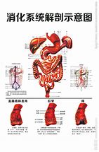 消化系统 的图像结果