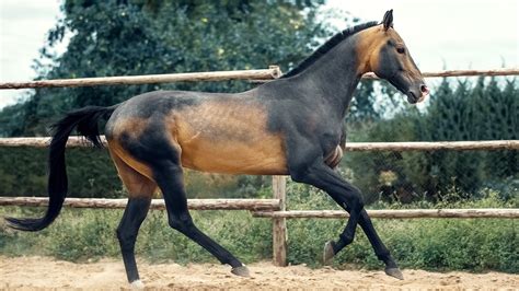 Rare Horse Breeds Mules Sold At Auction Were Endangered Przewalski's