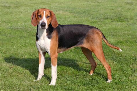Swedish Hound Dog: A Guide To The Versatile Hunting Companion