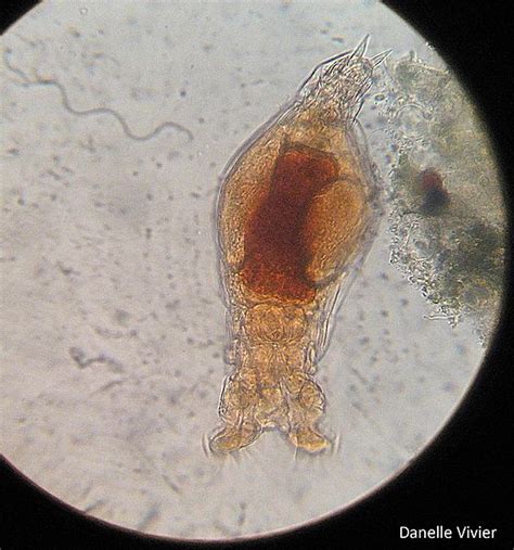 Image result for Parthenogenesis Examples